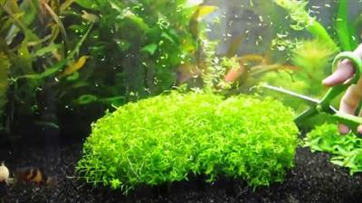 Hemianthus micranthe